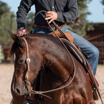 Reins