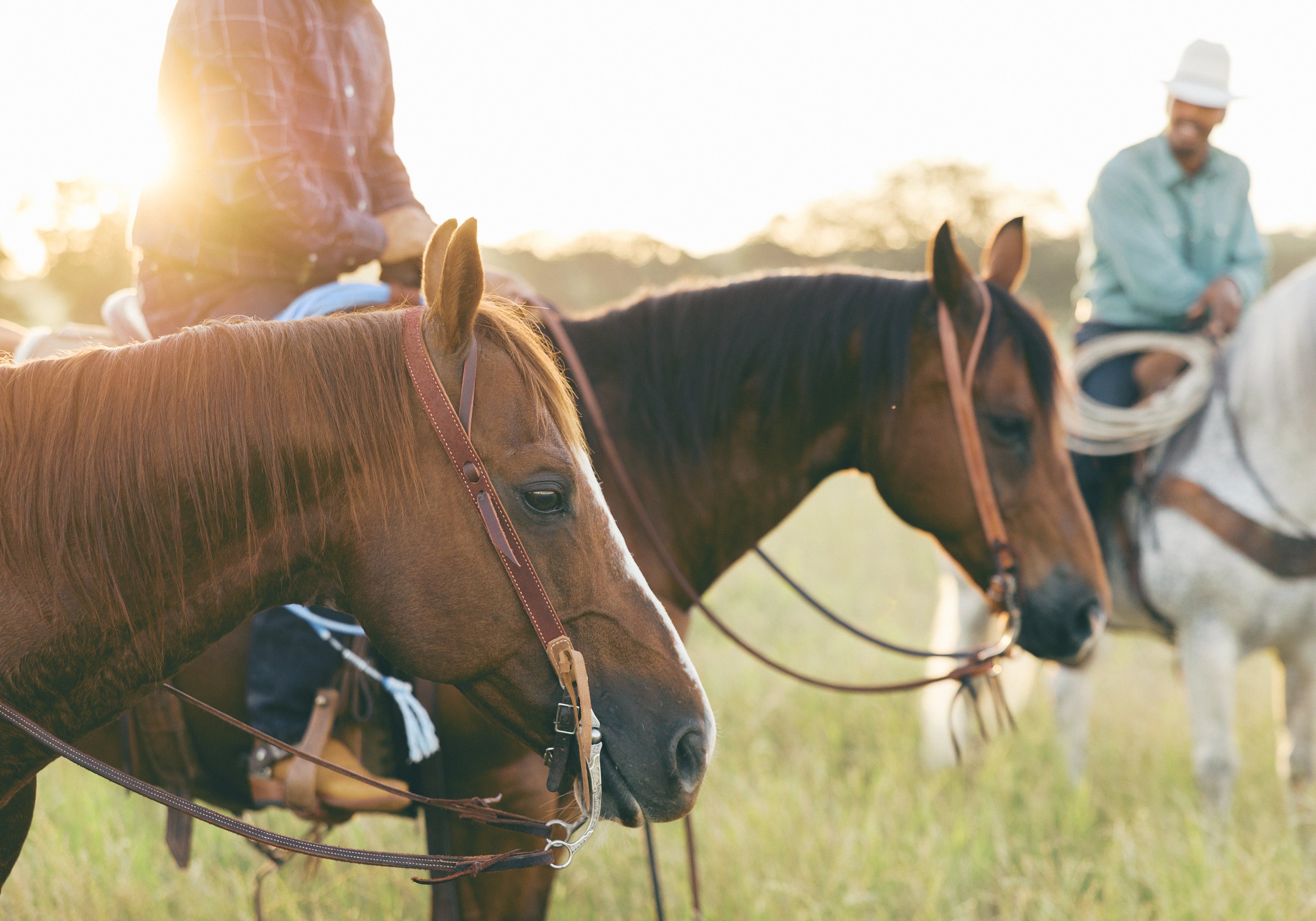 How to Choose a Headstall: Styles, Leather and Fit