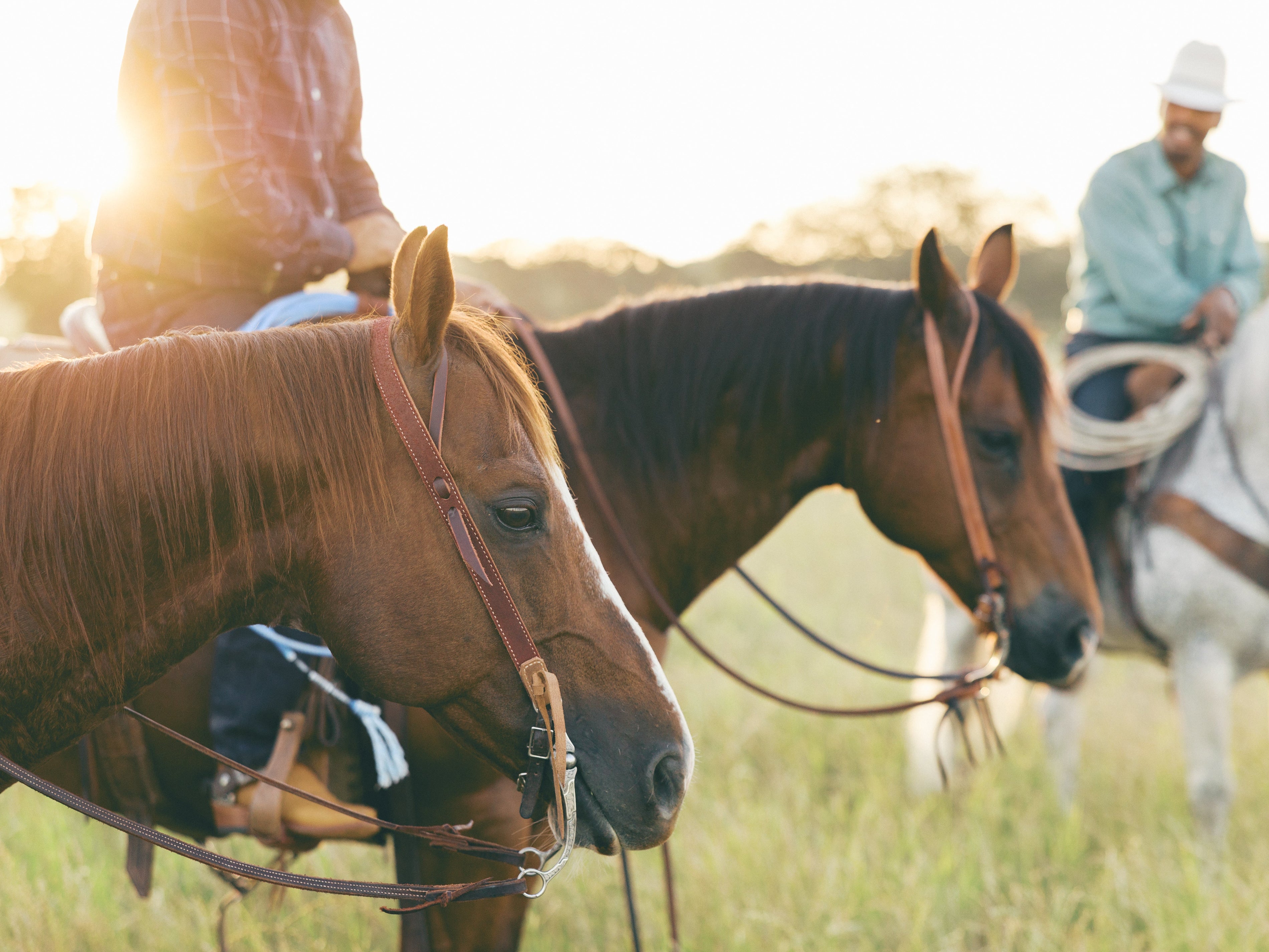 How to Choose a Headstall: Styles, Leather and Fit