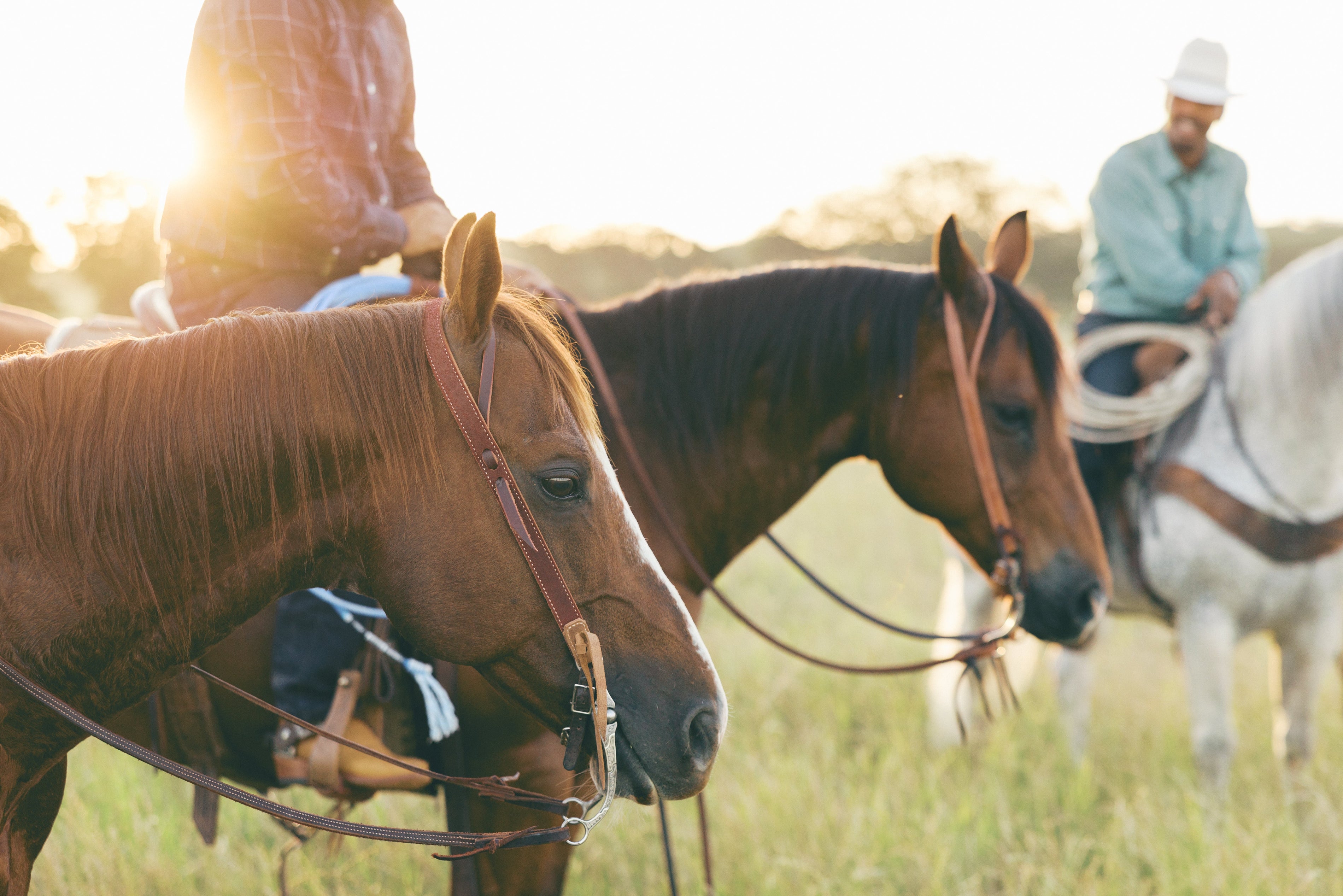 How to Choose a Headstall: Styles, Leather and Fit