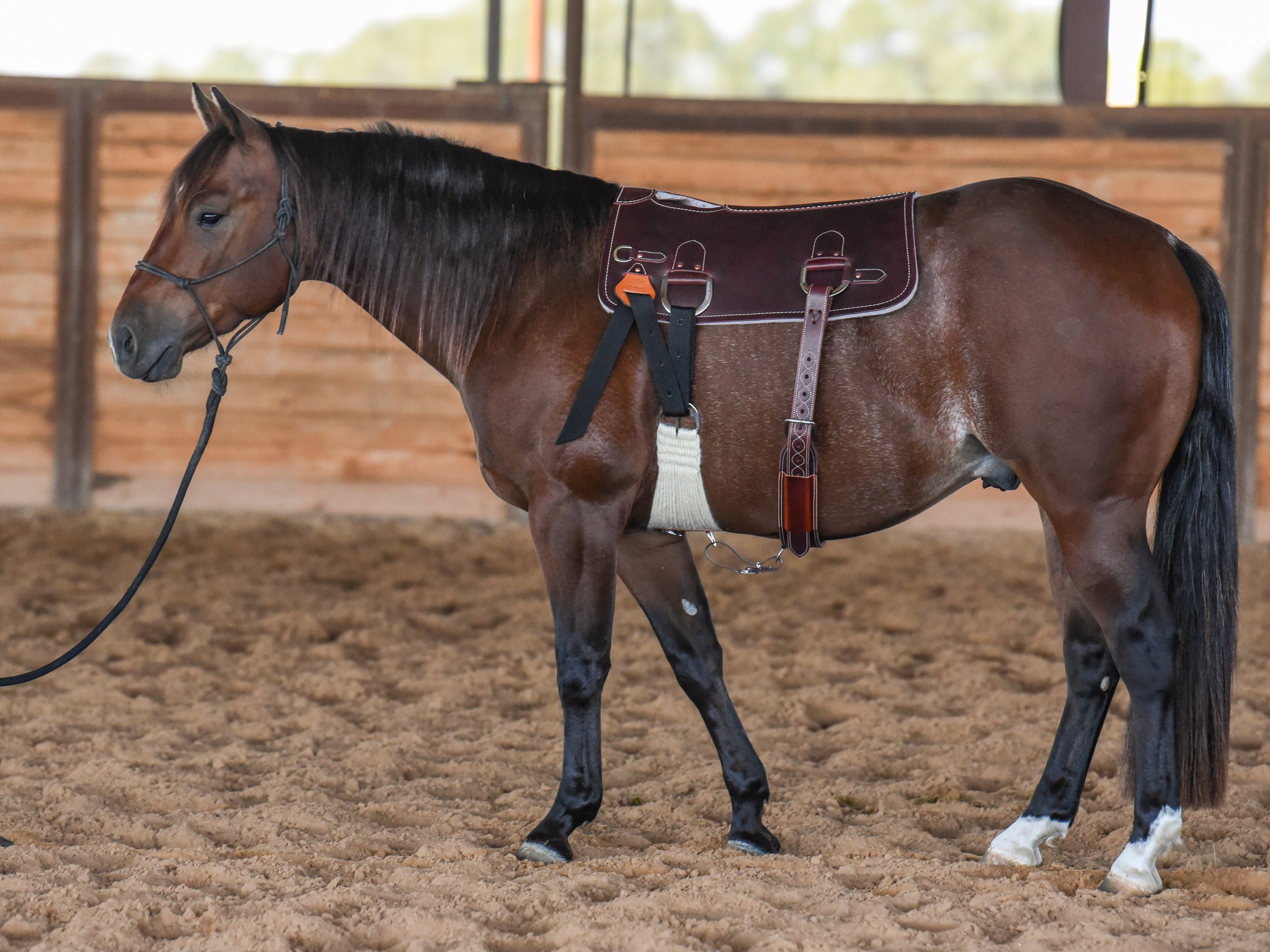 How a Colt Starting Pad Helps Young Horses