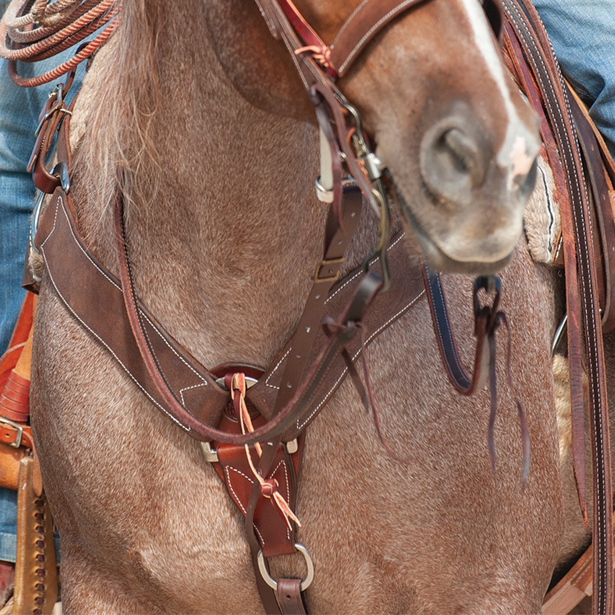 Chocolate roughout breastcollar on a roan horse, seen from the front at the chest with a rider in the saddle. The 2.75-inch shoulder straps with white stitching meet at a center ring above a tie-down strap.