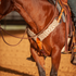 Natural mohair alpaca breastcollar on a bay horse in an arena, seen at the chest with a rider in the saddle. The 3-inch band of natural fiber strands runs to a leather center piece and up to a ring at the saddle.
