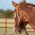 Sorrel horse seen from behind the shoulder near a pipe fence, wearing a harness leather browband headstall. The crown, throatlatch and cheek buckle are visible along the side of the head.