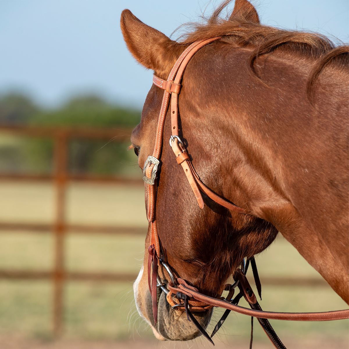 Sorrel horse seen from behind the shoulder near a pipe fence, wearing a harness leather browband headstall. The crown, throatlatch and cheek buckle are visible along the side of the head.