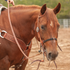 Sorrel horse seen from the front quarter wearing a black nylon double rope noseband, with a rider's hand on the reins. A tooled breastcollar sits across the chest.