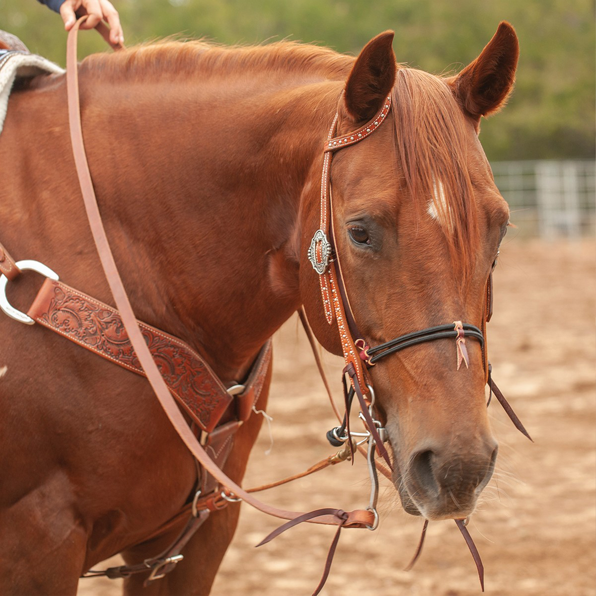 Sorrel horse seen from the front quarter wearing a black nylon double rope noseband, with a rider's hand on the reins. A tooled breastcollar sits across the chest.