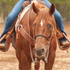 Sorrel horse seen head on with a rider in the saddle, wearing a black single rope noseband. The shrink wrap covered rope crosses the nose between the headstall cheeks.