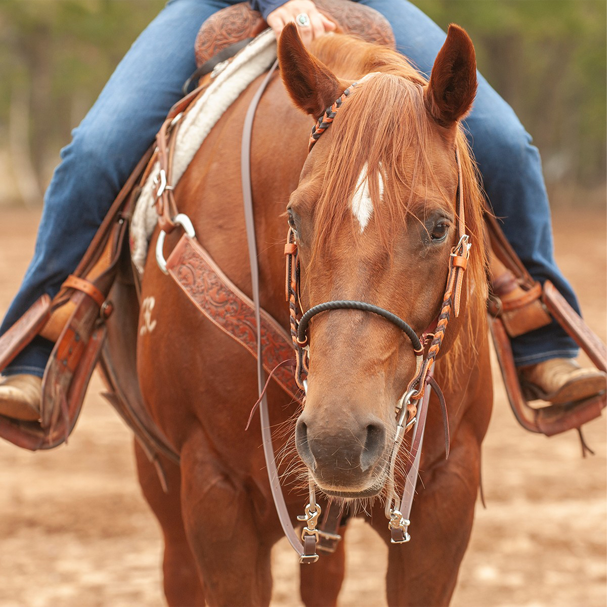 Sorrel horse seen head on with a rider in the saddle, wearing a black single rope noseband. The shrink wrap covered rope crosses the nose between the headstall cheeks.