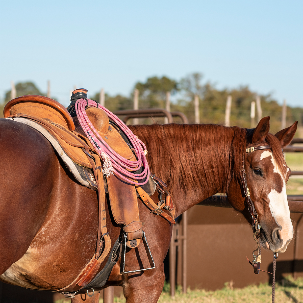 Saddled sorrel horse with a blaze standing by a pipe fence, with a pink rope secured to the saddle by a bungee rope strap. The rope hangs in coils beside the horn.