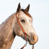Gray horse seen from the front quarter against the sky, wearing a chestnut split ear headstall. The buckstitched strap passes around one ear and ties to the bit with latigo.