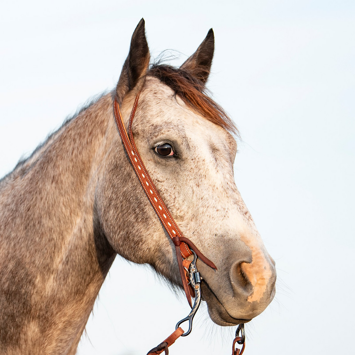 Gray horse seen from the front quarter against the sky, wearing a chestnut split ear headstall. The buckstitched strap passes around one ear and ties to the bit with latigo.