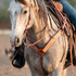 Gray horse with a braided mane walking toward the camera in a chestnut roughout breast collar, with a rider in the saddle. The shoulder straps with white buckstitch meet at the center of the chest, where a tie-down strap runs down between the front legs.