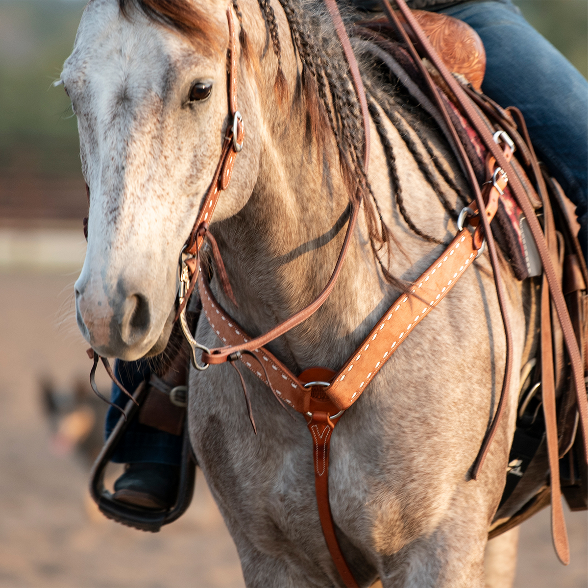 Gray horse with a braided mane walking toward the camera in a chestnut roughout breast collar, with a rider in the saddle. The shoulder straps with white buckstitch meet at the center of the chest, where a tie-down strap runs down between the front legs.