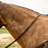 Chocolate latigo barrel rein with blood twists lying across the neck of a buckskin horse. The twists sit along the 5/8-inch rein like knots without the bulk, giving the rider set places to grip.