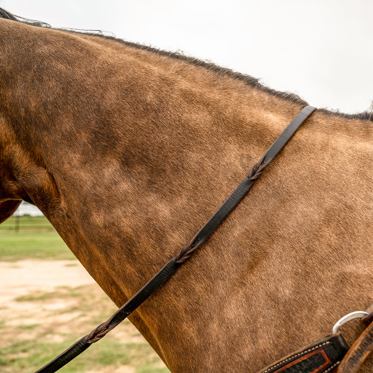 Chocolate latigo barrel rein with blood twists lying across the neck of a buckskin horse. The twists sit along the 5/8-inch rein like knots without the bulk, giving the rider set places to grip.