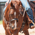 Sorrel horse with a white blaze wearing a chocolate rawhide laced headstall, walking toward the camera with a rider. Rawhide lacing shows on the ear piece and noseband above the bit.