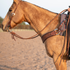 Buckskin horse standing in profile in an arena, wearing a chocolate steer roper breast collar with quilted tooling. The wide strap runs from the saddle around the chest, worn with a leather headstall and reins.