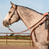 Gray horse standing in profile by an arena fence, wearing a chocolate roughout breast collar with latigo strings hanging at the shoulder. The harness leather strap runs from the saddle to the chest, worn with a leather headstall and braided reins.