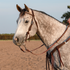Gray horse wearing a chocolate roughout browband headstall and a breastcollar with rosettes and strings. A rider holds braided reins as the horse stands in an arena.