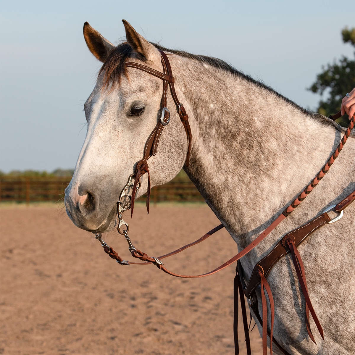 Gray horse wearing a chocolate roughout browband headstall and a breastcollar with rosettes and strings. A rider holds braided reins as the horse stands in an arena.