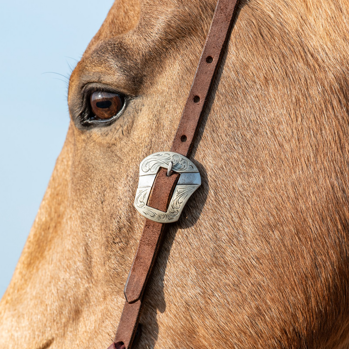 Engraved Salinas buckle on a chocolate roughout headstall, seen up close beside a buckskin horse's eye. Scrollwork covers the shaped buckle frame, and adjustment holes run up the strap.