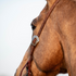Chocolate roughout headstall cheek on a buckskin horse, seen from behind the jaw. The engraved Salinas buckle rests against the cheek above the latigo bit ties.
