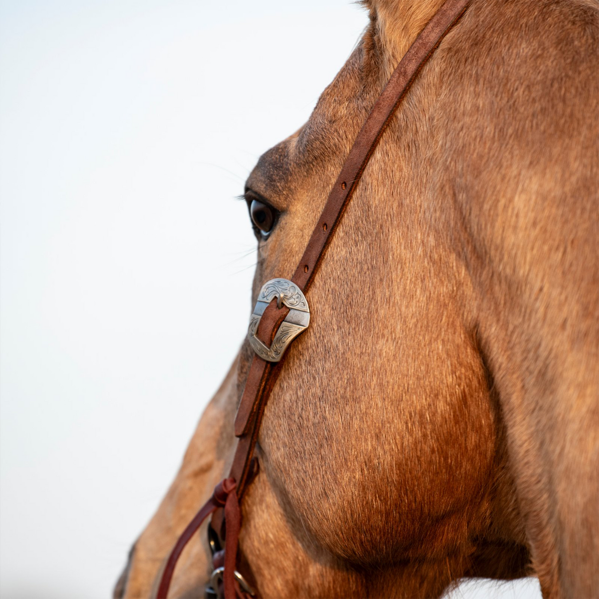 Chocolate roughout headstall cheek on a buckskin horse, seen from behind the jaw. The engraved Salinas buckle rests against the cheek above the latigo bit ties.