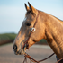 Buckskin horse with a white star, seen in profile in an outdoor arena wearing a chocolate roughout split ear headstall. The Salinas buckle shows on the cheek, with latigo ties at the bit and reins trailing back.