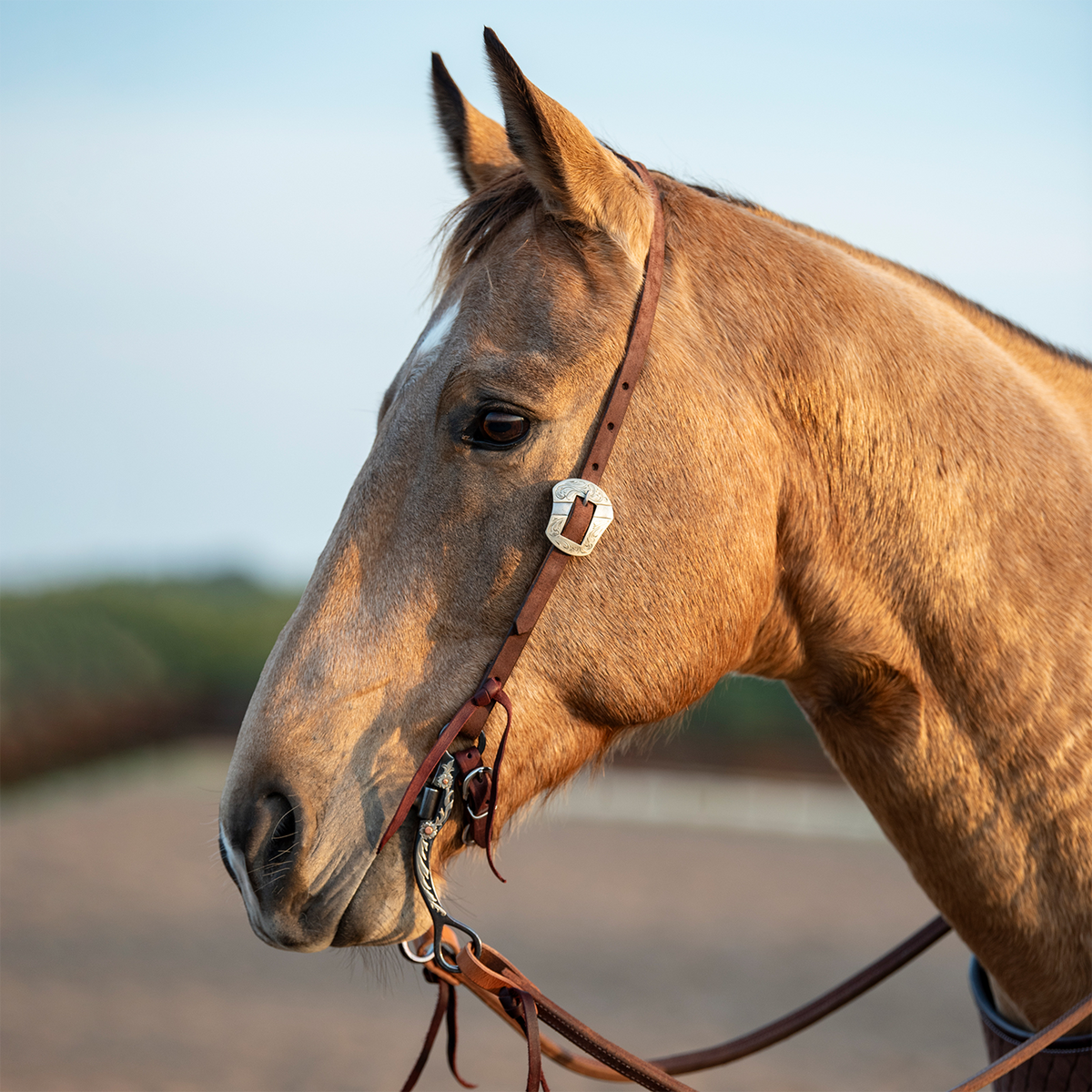 Buckskin horse with a white star, seen in profile in an outdoor arena wearing a chocolate roughout split ear headstall. The Salinas buckle shows on the cheek, with latigo ties at the bit and reins trailing back.