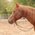 Sorrel horse in profile wearing a double-stitched latigo browband headstall in an arena. The dark 5/8-inch straps carry stainless steel buckles and tie to the bit with latigo ties.