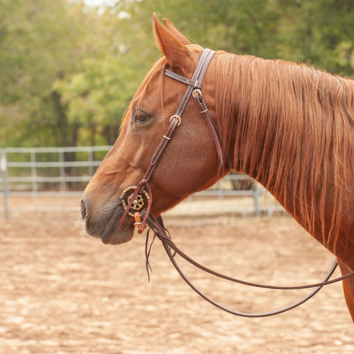 Sorrel horse in profile wearing a double-stitched latigo browband headstall in an arena. The dark 5/8-inch straps carry stainless steel buckles and tie to the bit with latigo ties.