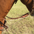 Martingale split rein seen from the side on a sorrel horse standing on grass. Braided rope clips to the leather rein, passes through the bit ring and runs back between the front legs.