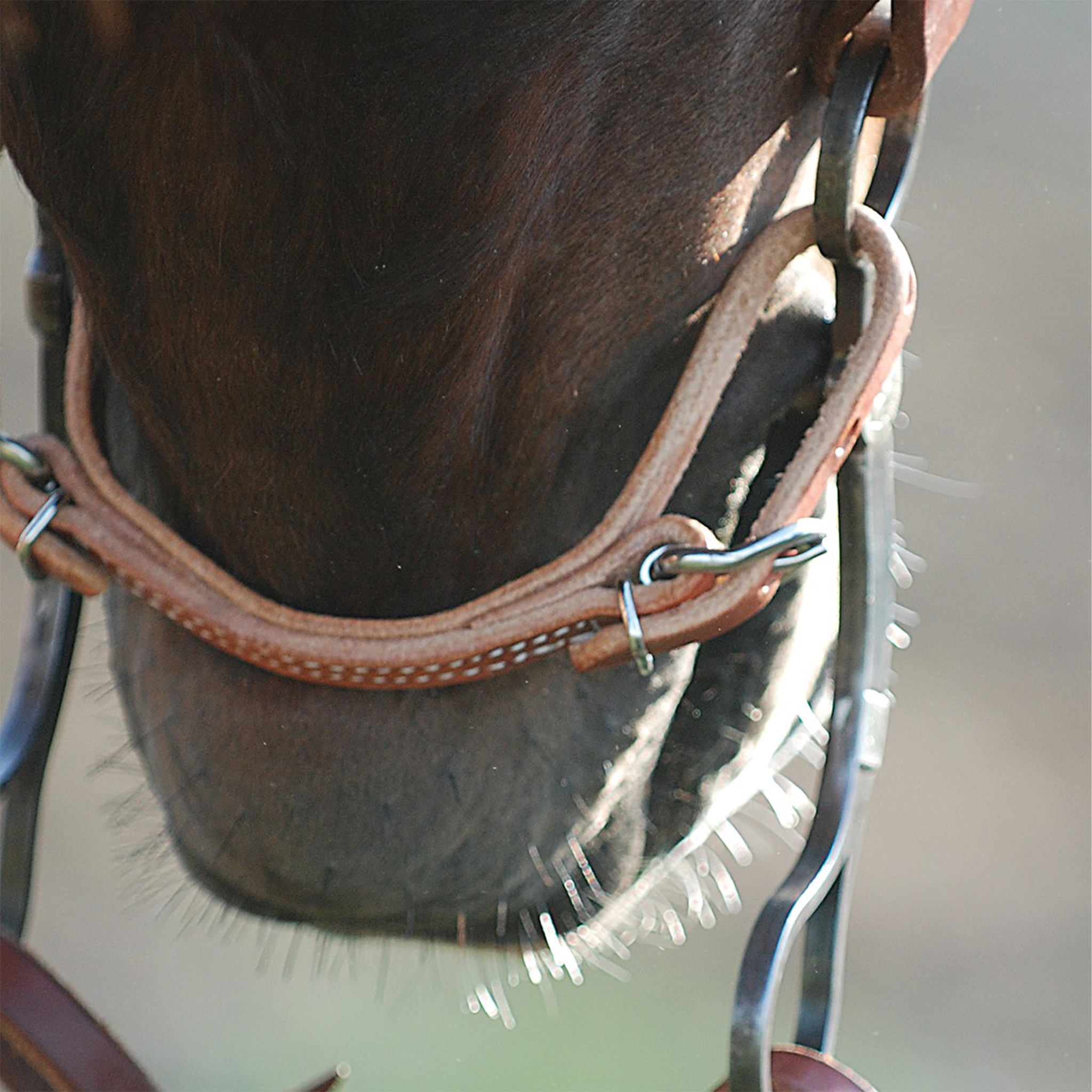 Harness leather curb strap seen up close under a horse's chin, attached to the bit on both sides. The rounded stitched strap sits against the chin groove.