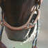 Harness leather curb strap seen up close under a horse's chin, attached to the bit on both sides. The rounded stitched strap sits against the chin groove.