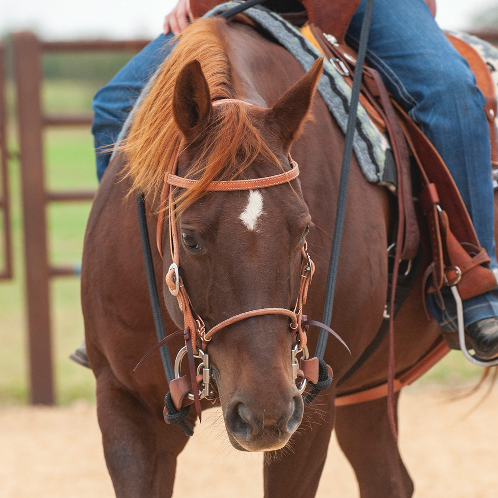 Harness leather cavesson on a sorrel horse facing the camera, worn with a headstall and bit. The noseband sits around the horse's nose while a rider sits in the saddle.