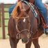 Harness leather cavesson on a sorrel horse facing the camera, worn with a headstall and bit. The noseband sits around the horse's nose while a rider sits in the saddle.