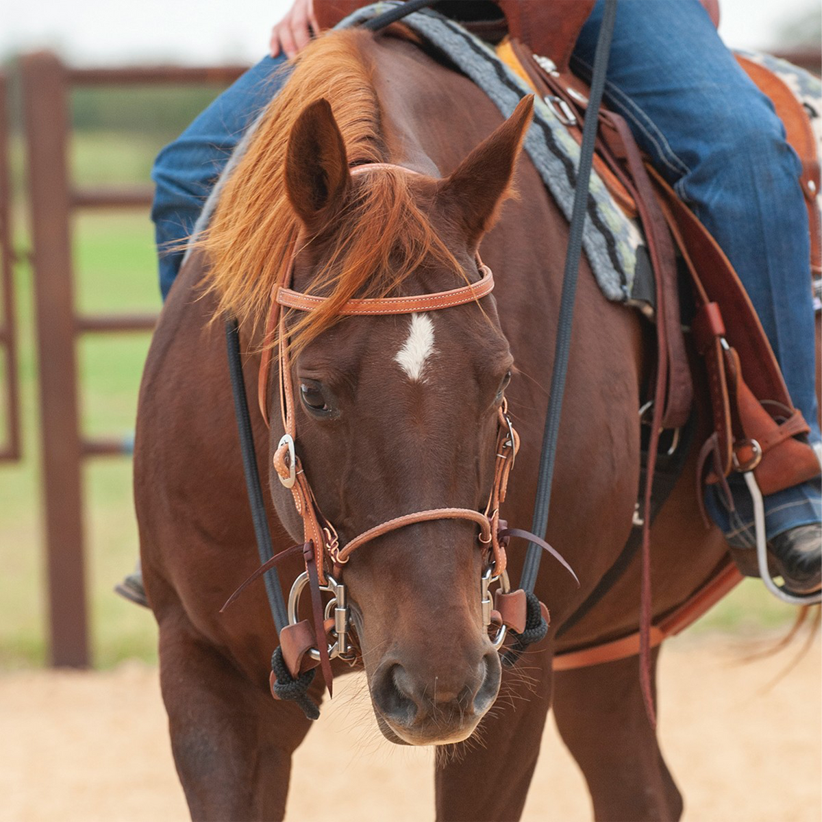 Harness leather cavesson on a sorrel horse facing the camera, worn with a headstall and bit. The noseband sits around the horse's nose while a rider sits in the saddle.