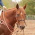 Sorrel horse with a star standing in an arena with a rider holding a harness leather roping rein. The rein runs from the bit past a tooled breastcollar to the rider's hand.