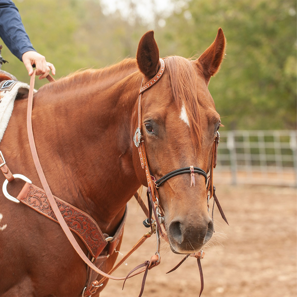 Sorrel horse with a star standing in an arena with a rider holding a harness leather roping rein. The rein runs from the bit past a tooled breastcollar to the rider's hand.