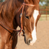 Sorrel horse with a white blaze wearing a browband headstall in harness leather, head lowered in an arena. Latigo ties hold the bit at the end of the stitched cheek.