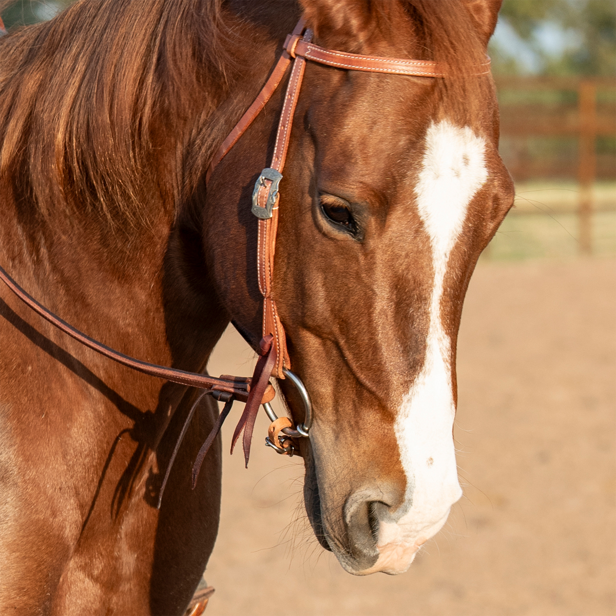 Sorrel horse with a white blaze wearing a browband headstall in harness leather, head lowered in an arena. Latigo ties hold the bit at the end of the stitched cheek.