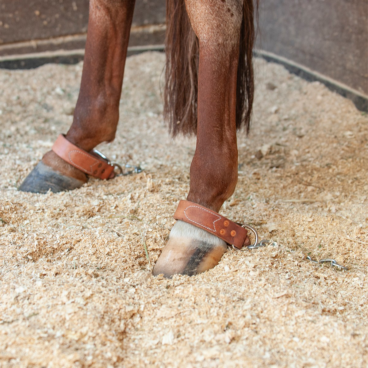 Kick chains on both hind legs of a sorrel horse standing in a bedded stall. Leather straps with rivets sit above the hooves, and the chains rest in the shavings.