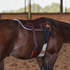 Latigo covered training pad on a bay horse, seen up close from the side. A stitched leather billet and a black off billet hold the cinch below the dark leather pad.