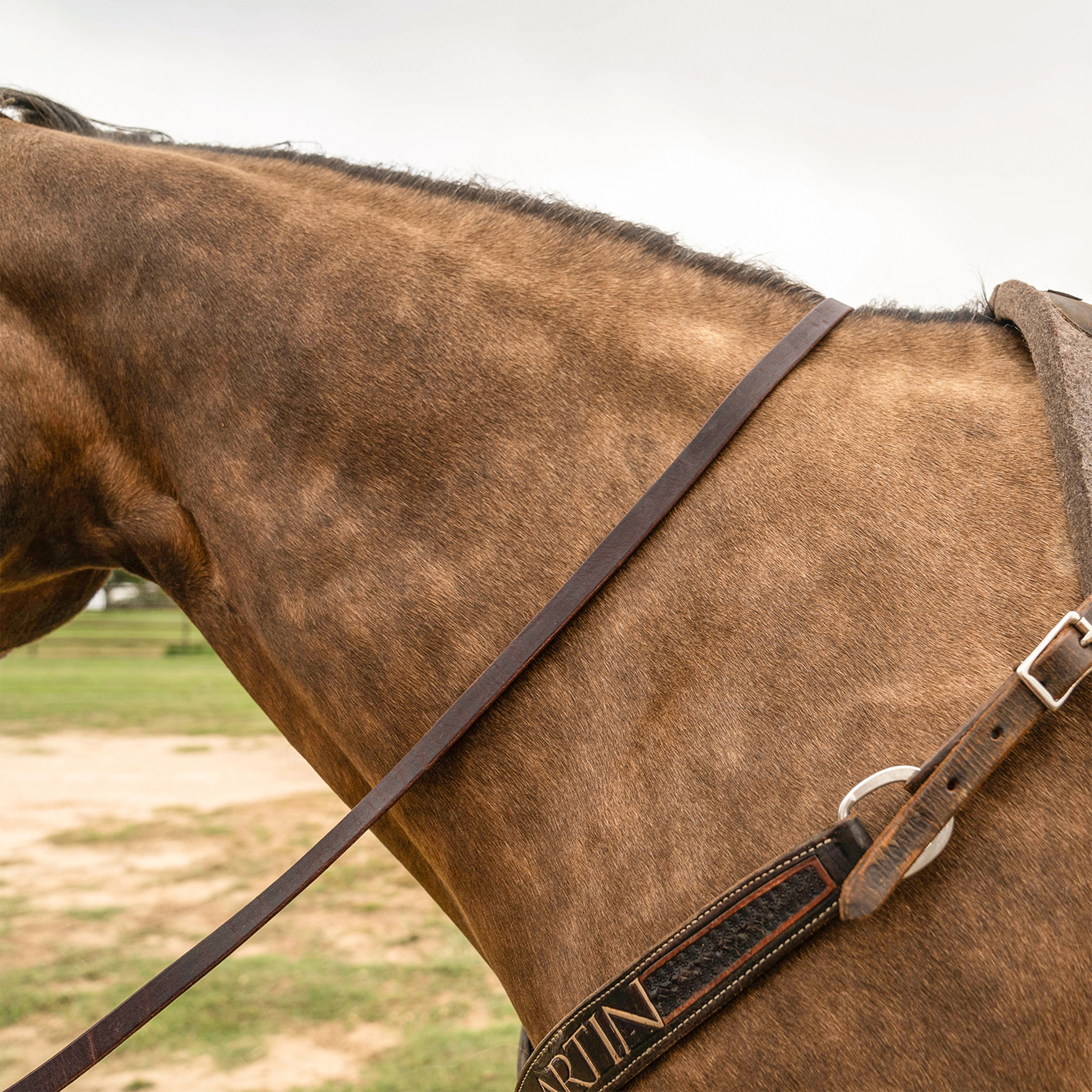 Latigo leather barrel rein lying across the neck of a buckskin horse, seen from the side. The smooth 3/4-inch rein runs from the bit back toward the saddle above a tooled breastcollar.