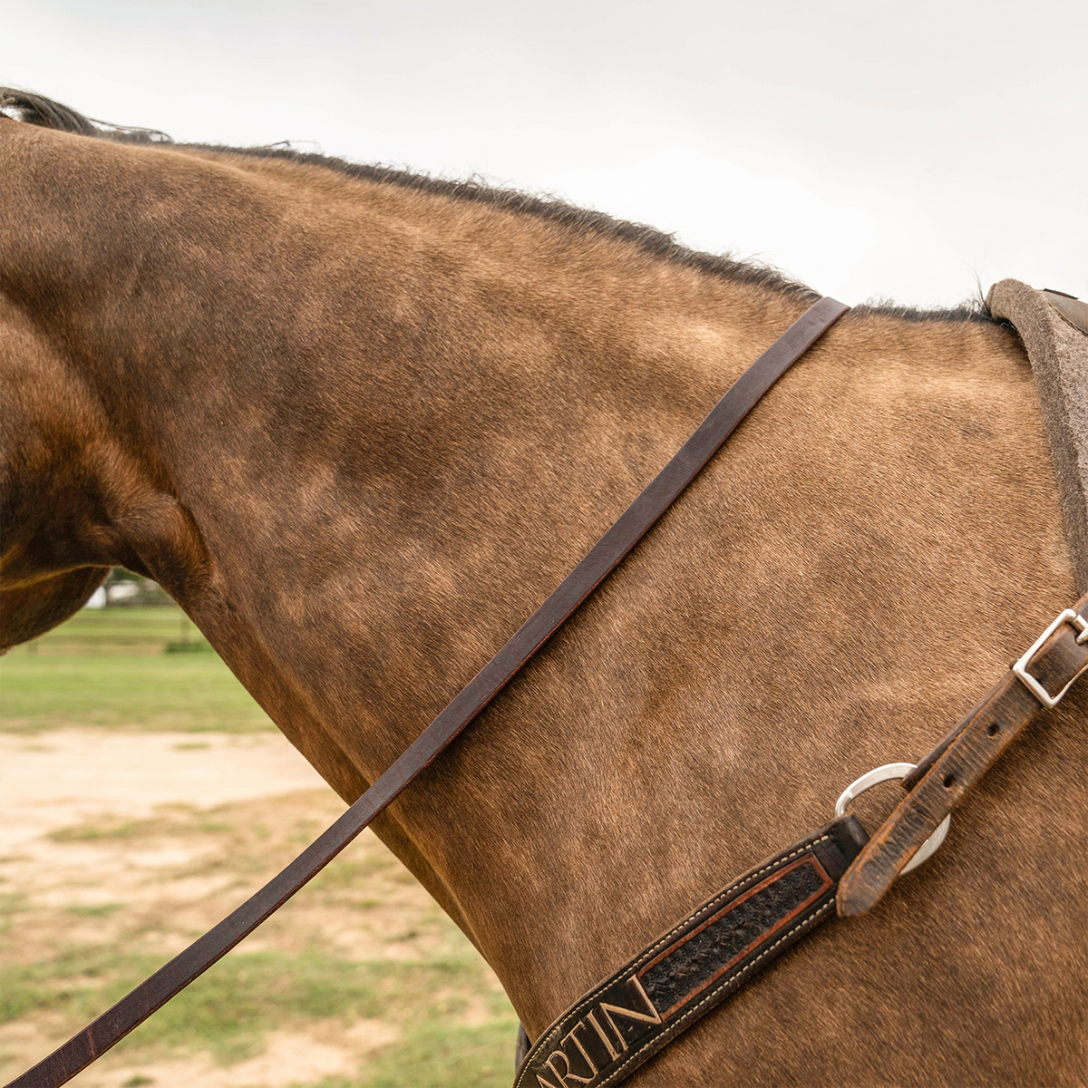 Latigo leather barrel rein lying across the neck of a buckskin horse, seen from the side. The smooth 3/4-inch rein runs from the bit back toward the saddle above a tooled breastcollar.