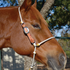Sorrel horse wearing an adjustable rope headsetter tie-down from Martin Saddlery, standing by a tree and wire fence. A leather cheek piece with a buckle joins the white poll rope to the rope noseband.