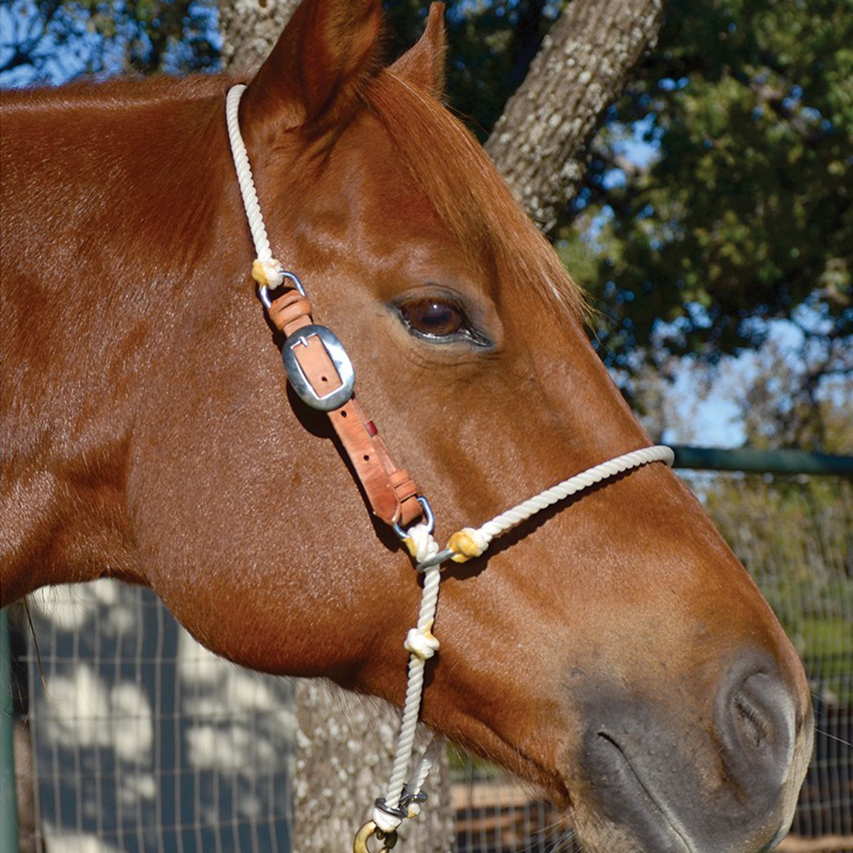Sorrel horse wearing an adjustable rope headsetter tie-down from Martin Saddlery, standing by a tree and wire fence. A leather cheek piece with a buckle joins the white poll rope to the rope noseband.