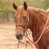 Sorrel horse with a white star wearing a Martin Saddlery black double rope noseband with a tooled headstall. The nylon cord nose piece crosses the nose in an outdoor arena.