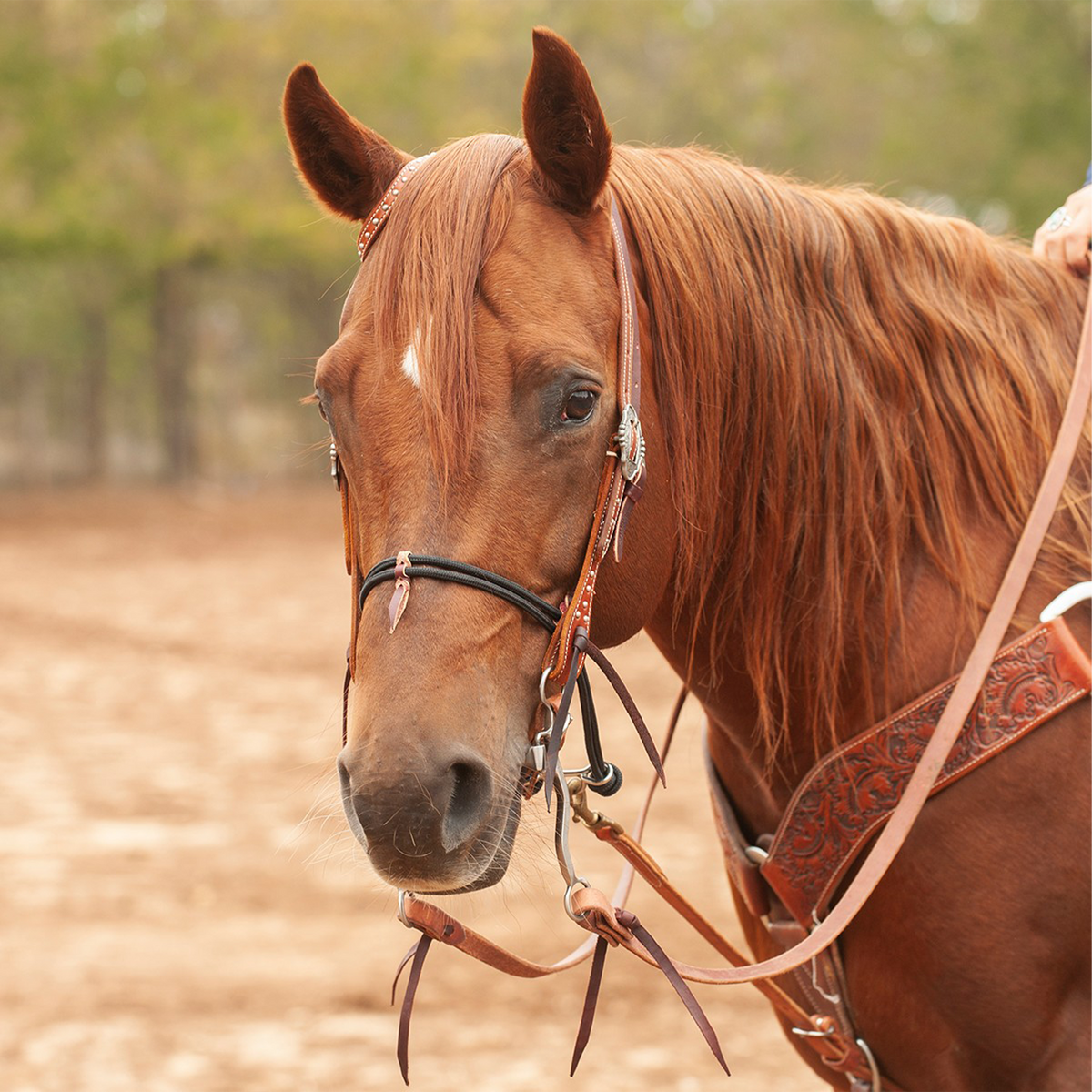 Sorrel horse with a white star wearing a Martin Saddlery black double rope noseband with a tooled headstall. The nylon cord nose piece crosses the nose in an outdoor arena.